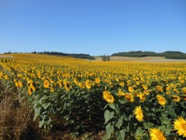 Campagne