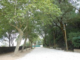 Boulodrome ombragé